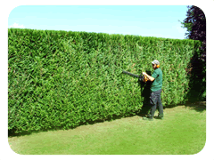 entretien de jardin taille de haie tonte de pelouses cestas pessac biganos nantes carquefou beaugency dampierre en bray